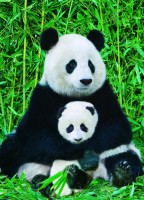 the-panda-family-jigsaw-puzzle-1000-pieces.41868-1.fs.jpg