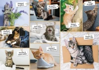 cats-foolishness.85742-1.fs.jpg