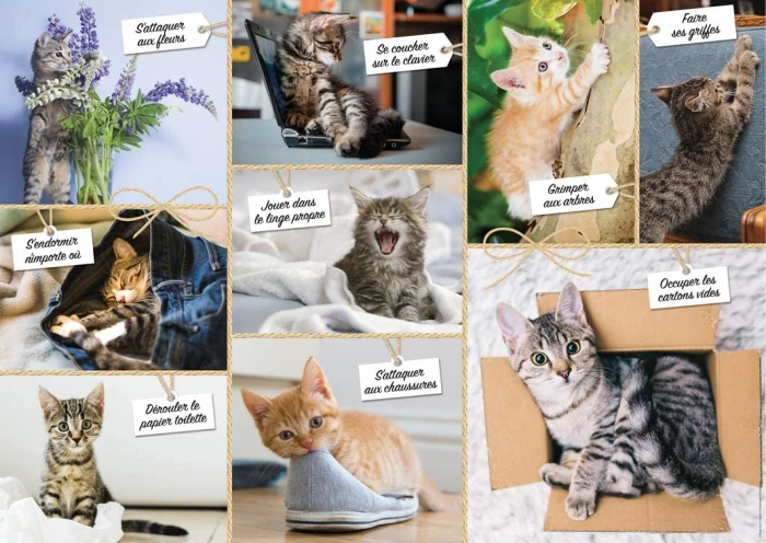 cats-foolishness.85742-1.fs.jpg