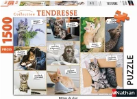 cats-foolishness.85742-2.fs.jpg