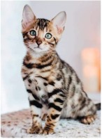 bengal.85717-1.fs.jpg