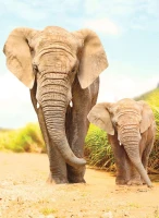 elephants.85723-1.fs.jpg