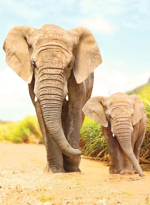 elephants.85723-1.fs.jpg