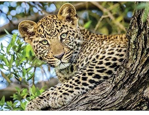 the-eyes-of-the-leopard.85721-1.fs.jpg