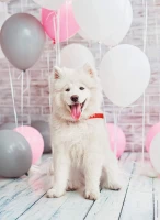 samoyed-dog-jigsaw-puzzle-500-pieces.82532-1.fs.jpg
