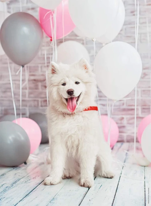 samoyed-dog-jigsaw-puzzle-500-pieces.82532-1.fs.jpg