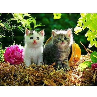 2-small-mistigris-jigsaw-puzzle-500-pieces.7812-1.jpg