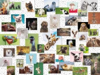 funny-animals-collage-1500-teile--puzzle.85400-1.fs.jpg