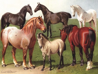 New York Puzzle Company 1000 - Horse Breeds