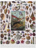 new-york-puzzle-company-vintage-images-mollusks-jigsaw-puzzle-1000-pieces.85455-1.fs.jpg