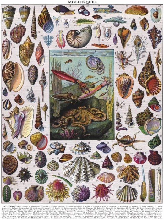 new-york-puzzle-company-vintage-images-mollusks-jigsaw-puzzle-1000-pieces.85455-1.fs.jpg