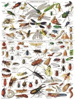 new-york-puzzle-company-vintage-images-insects-jigsaw-puzzle-1000-pieces.85456-1.fs.jpg