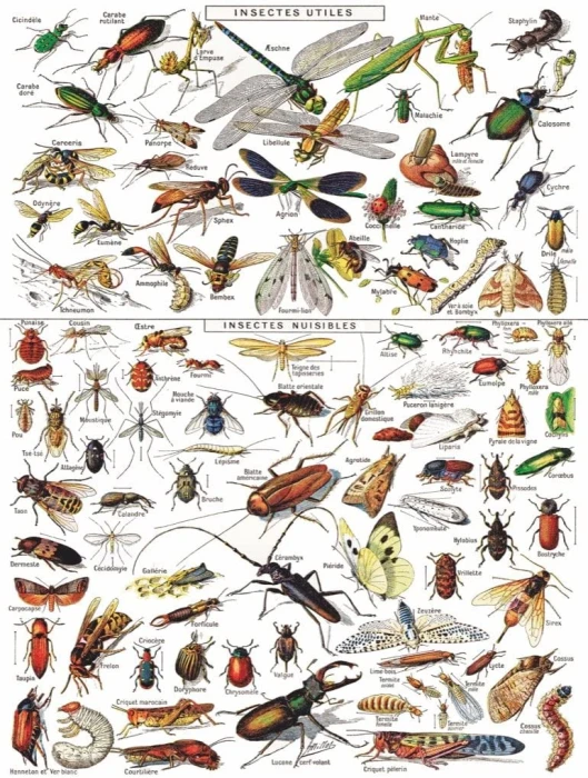 new-york-puzzle-company-vintage-images-insects-jigsaw-puzzle-1000-pieces.85456-1.fs.jpg