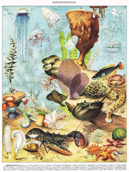 new-york-puzzle-company-vintage-images-oceanographie-jigsaw-puzzle-1000-pieces.85454-1.fs.jpg