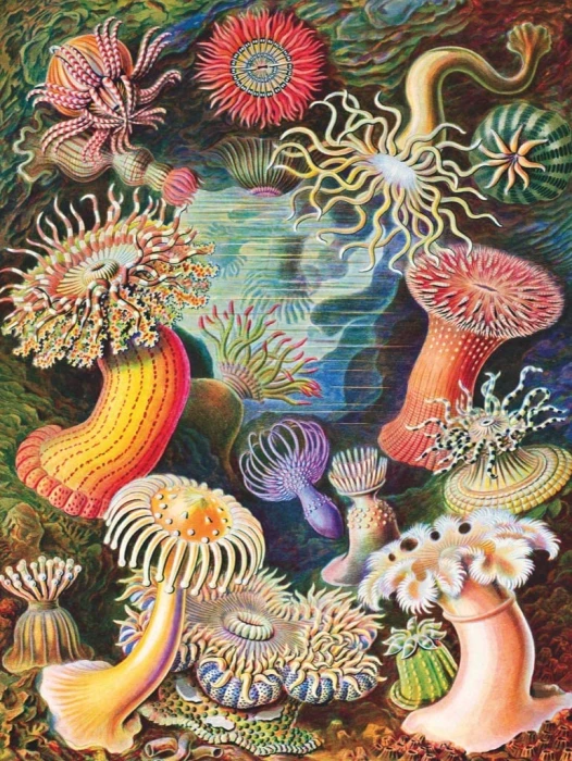 new-york-puzzle-company-vintage-images-sea-anemones-jigsaw-puzzle-1000-pieces.85460-1.fs.jpg