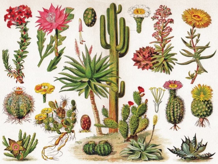 new-york-puzzle-company-vintage-images-cactus-jigsaw-puzzle-1000-pieces.85462-1.fs.jpg