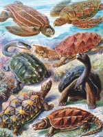 new-york-puzzle-company-vintage-images-turtles-jigsaw-puzzle-1000-pieces.85461-1.fs.jpg