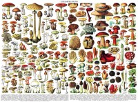 new-york-puzzle-company-vintage-images-mushrooms-jigsaw-puzzle-1000-pieces.85458-1.fs.jpg
