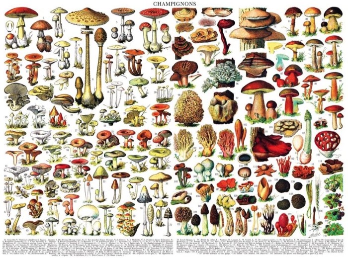 new-york-puzzle-company-vintage-images-mushrooms-jigsaw-puzzle-1000-pieces.85458-1.fs.jpg