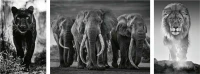 m-puzzle-triptych-panter-sloni-lev-1000-dilku-135415 (1).jpg