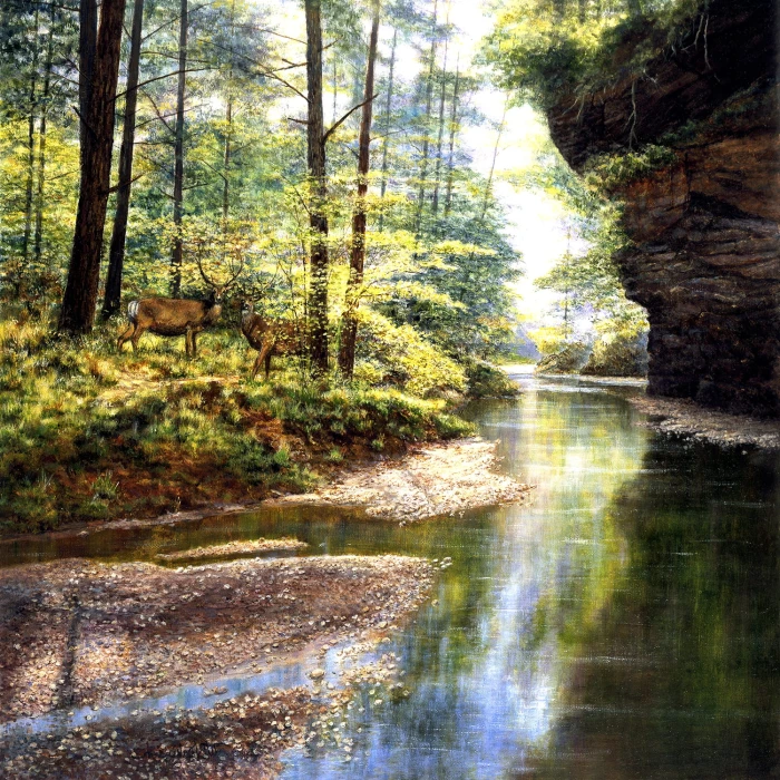 quiet-forest.87149-1.fs.jpg