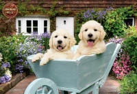 perre-anatolian-puppies-in-a-wheelbarrow-jigsaw-puzzle-260-pieces.84864-1.fs.jpg