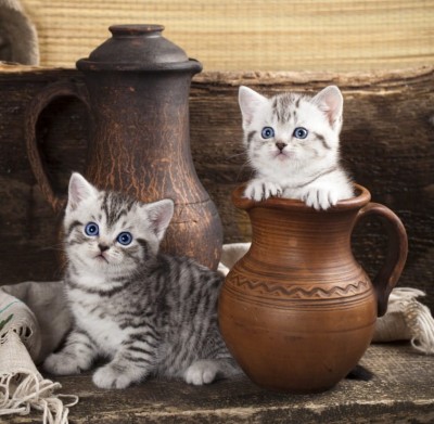 Grafika 1500 - Kitten in Pot
