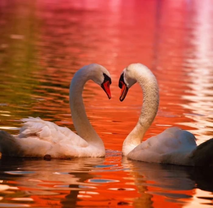 swans-jigsaw-puzzle-1500-pieces.55229-1.fs.jpg