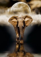 dthe-elephant-1000-el-high-quality-collection-2-czytam.jpg