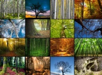 collage-trees-jigsaw-puzzle-2000-pieces_54801-1_fs.jpg