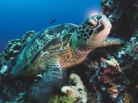 new-york-puzzle-company-xxl-pieces-green-sea-turtle-jigsaw-puzzle-500-pieces.85765-1.fs.jpg