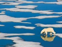 new-york-puzzle-company-xxl-pieces-polar-bear-on-ice-jigsaw-puzzle-500-pieces.85766-1.fs.jpg