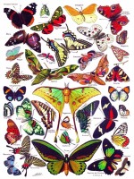 new-york-puzzle-company-butterflies-papillons-jigsaw-puzzle-1000-pieces.85908-2.fs.jpg