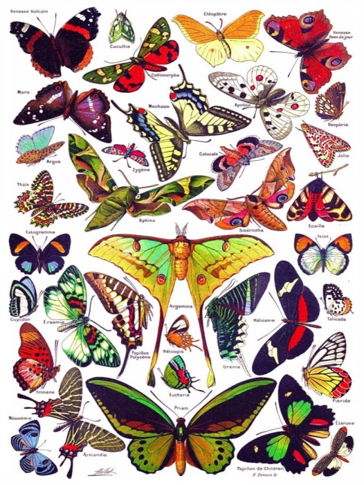 new-york-puzzle-company-butterflies-papillons-jigsaw-puzzle-1000-pieces.85908-2.fs.jpg