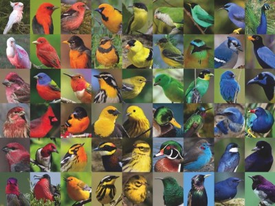 New York Puzzle Company 1000 - Rainbow of Birds