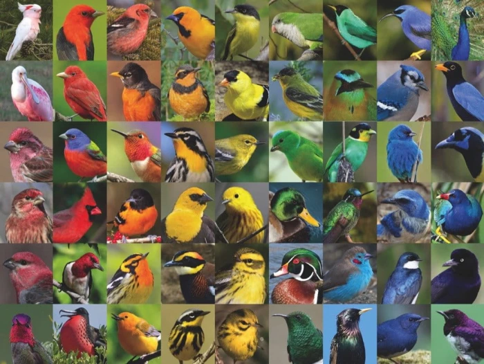 new-york-puzzle-company-rainbow-of-birds-jigsaw-puzzle-1000-pieces.85579-1.fs.jpg