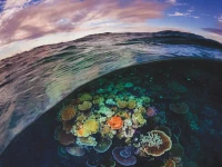 new-york-puzzle-company-great-barrier-reef-jigsaw-puzzle-1000-pieces.85927-1.fs.jpg