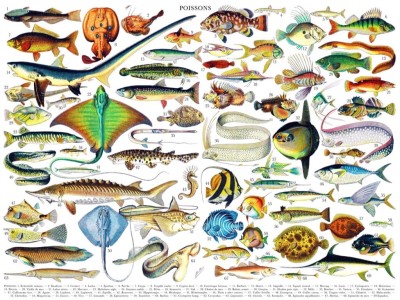 New York Puzzle Company 1000 - Fish - Poissons