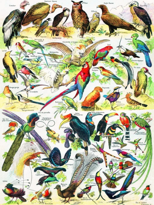 new-york-puzzle-company-birds-oiseaux-jigsaw-puzzle-1000-pieces.85909-1.fs.jpg