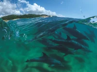 new-york-puzzle-company-bottlenose-dolphins-jigsaw-puzzle-1000-pieces.85929-1.fs.jpg