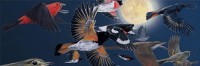 new-york-puzzle-company-xxl-pieces-midnight-migration-jigsaw-puzzle-500-pieces.85612-1.fs.jpg