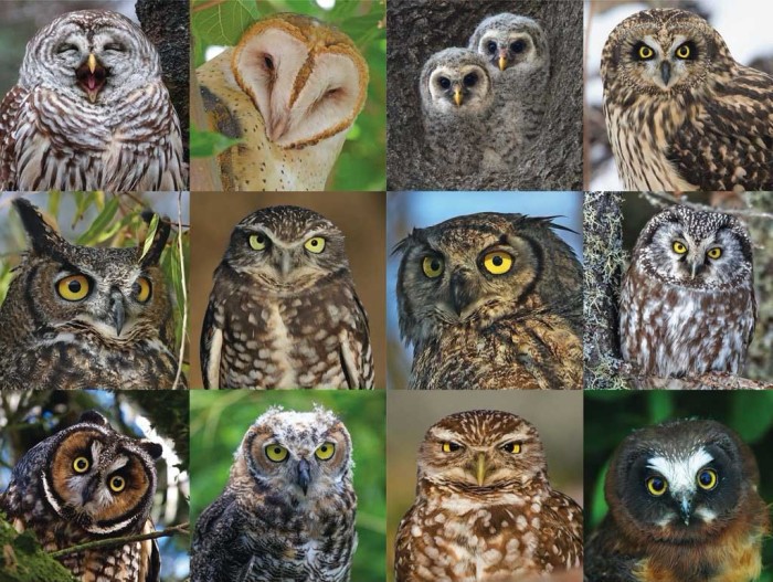 new-york-puzzle-company-owls-and-owlets-jigsaw-puzzle-1000-pieces.86102-1.fs.jpg