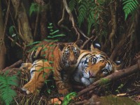 new-york-puzzle-company-mother-tiger-and-cub-jigsaw-puzzle-1000-pieces.85926-1.fs.jpg