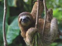 new-york-puzzle-company-xxl-pieces-three-toed-sloth-jigsaw-puzzle-500-pieces.85763-1.fs.jpg