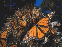 new-york-puzzle-company-xxl-pieces-monarch-butterflies-jigsaw-puzzle-500-pieces.85764-1.fs.jpg