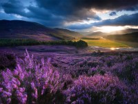 new-york-puzzle-company-xxl-pieces-heathered-highland-glen-jigsaw-puzzle-500-pieces.85768-1.fs.jpg
