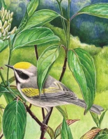 new-york-puzzle-company-golden-winged-warbler-mini-jigsaw-puzzle-100-pieces.85502-1.fs.jpg