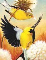 new-york-puzzle-company-american-goldfinch-mini-jigsaw-puzzle-100-pieces.85558-1.fs.jpg