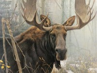 cobble-hill-outset-media-xxl-pieces-bull-moose-jigsaw-puzzle-500-pieces.77165-1.fs.jpg