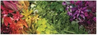 m-panoramaticke-puzzle-zivot-rostlin-1000-dilku-119444.jpg